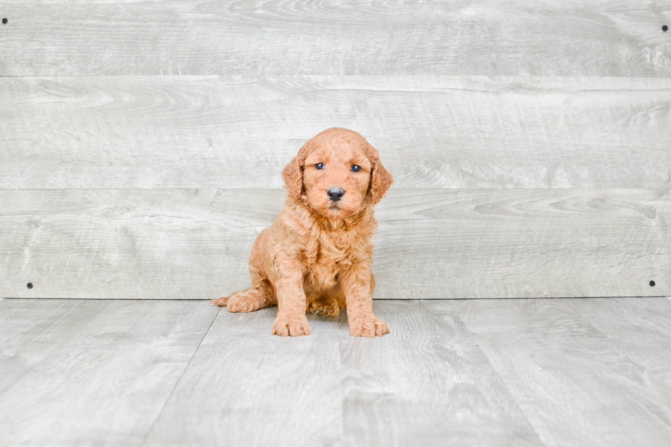 Popular Mini Goldendoodle Poodle Mix Pup