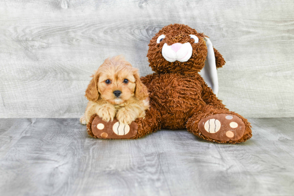 Best Cavapoo Baby