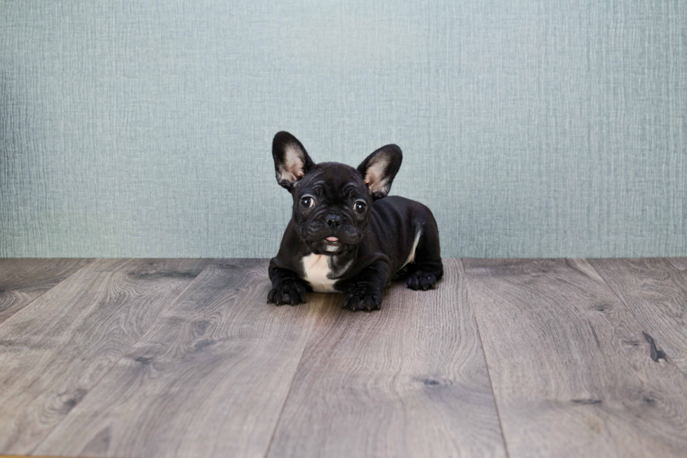 French Bulldog Puppy for Adoption