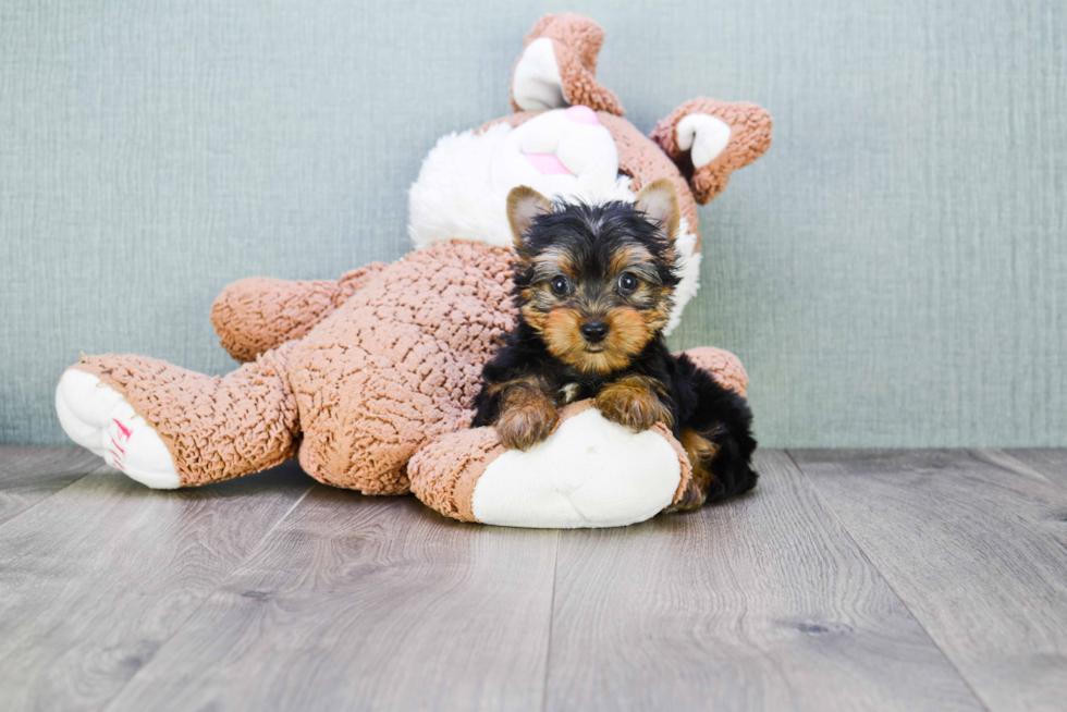 Meet Rascal - our Yorkshire Terrier Puppy Photo 