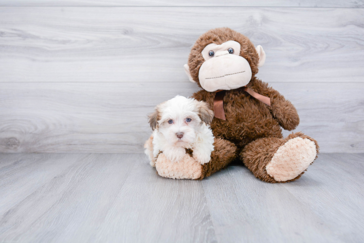 Friendly Havanese Purebred Pup