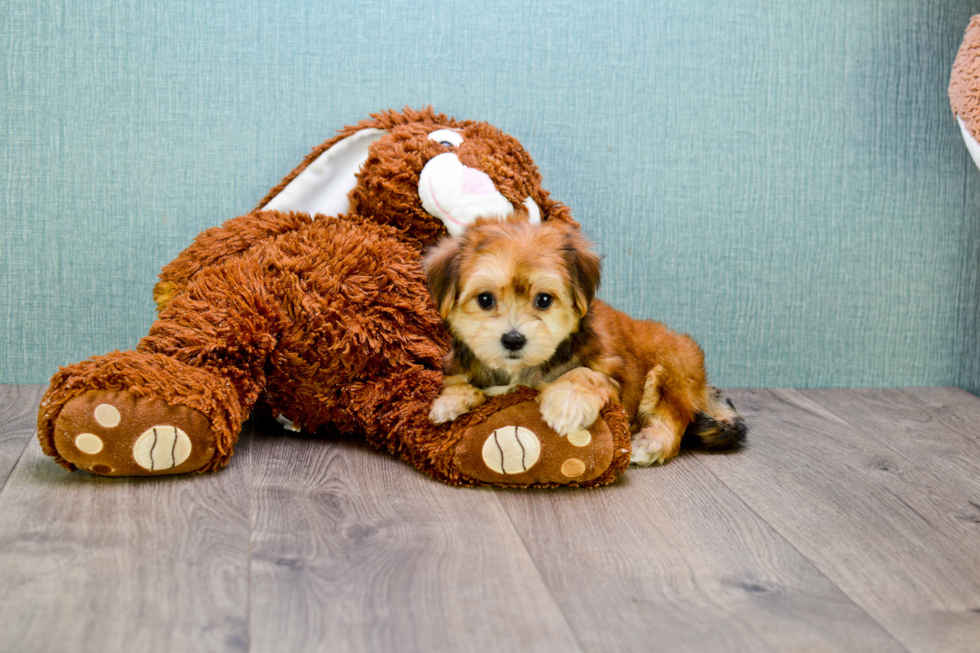 Playful Yorkie Designer Puppy