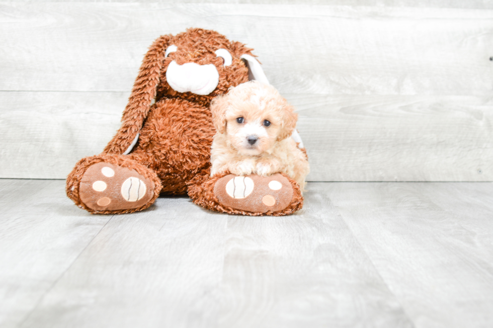 Best Cavapoo Baby