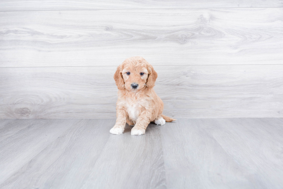 Cute Mini Goldendoodle Baby