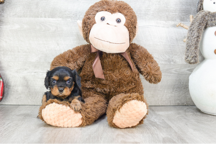 Cavalier King Charles Spaniel Pup Being Cute