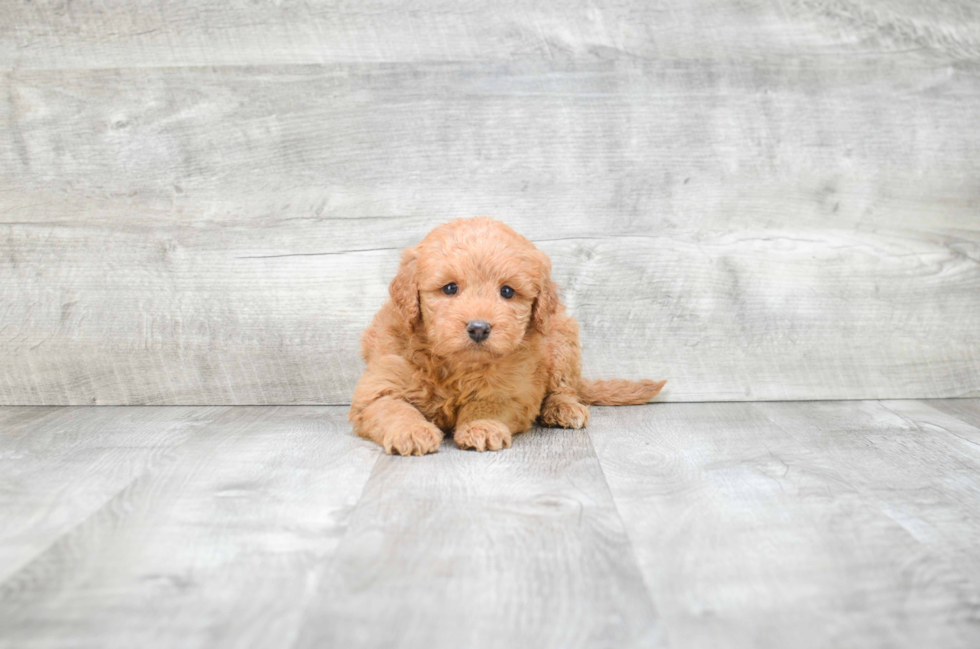 Best Mini Goldendoodle Baby