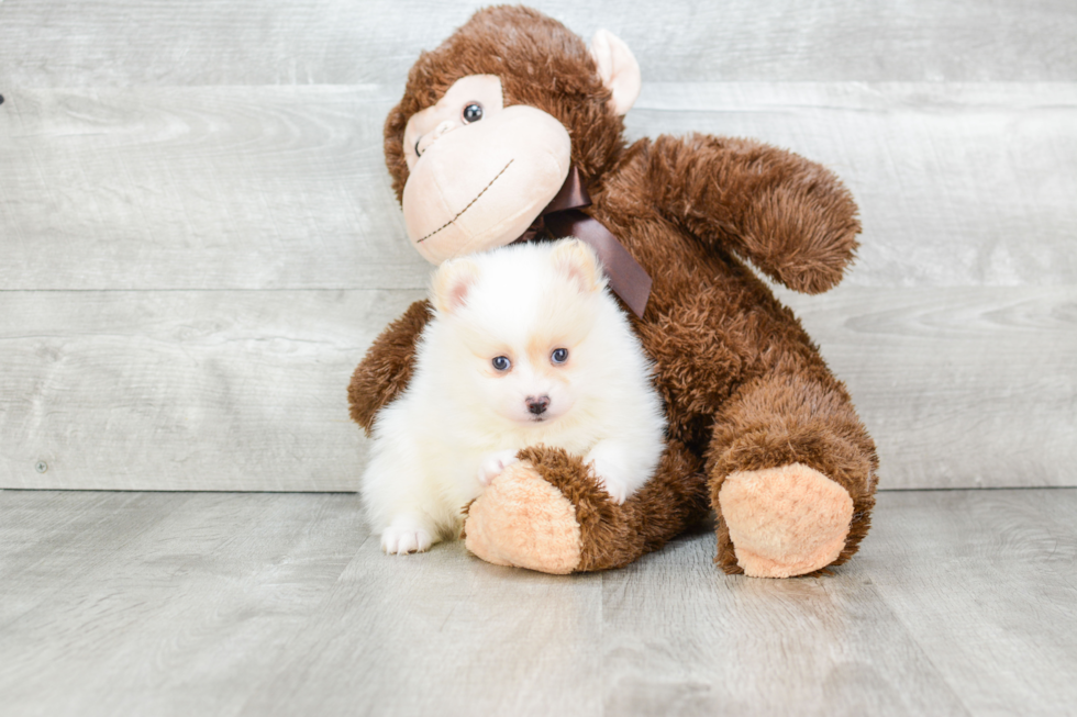 Small Pomeranian Purebred Pup