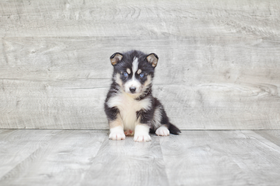 Pomsky Pup Being Cute