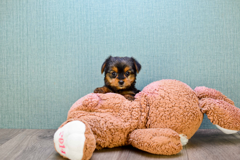 Meet Izzie - our Yorkshire Terrier Puppy Photo 