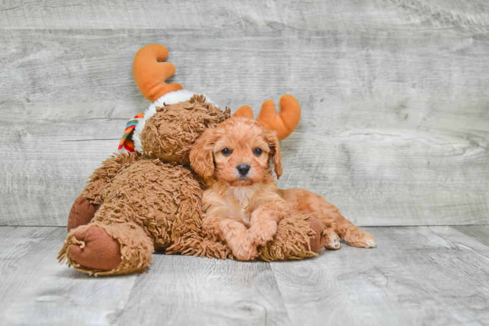 Cavapoo Pup Being Cute