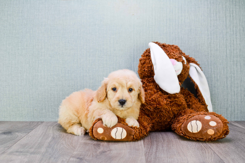 Mini Goldendoodle Pup Being Cute