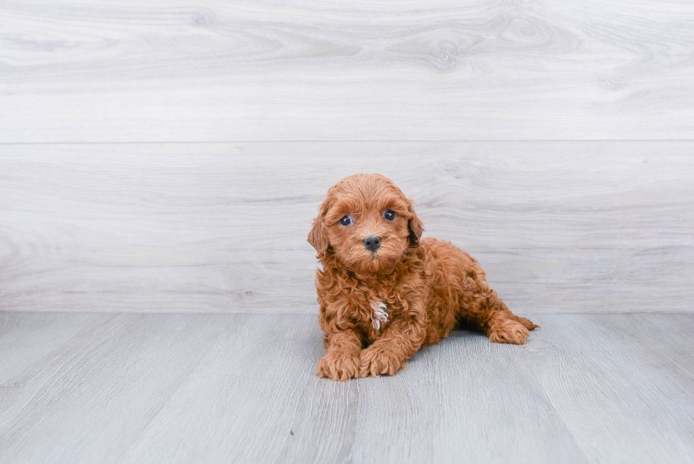 Mini Goldendoodle Pup Being Cute