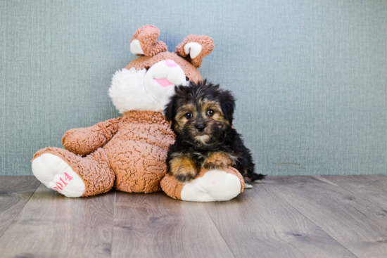 Morkie Puppy for Adoption