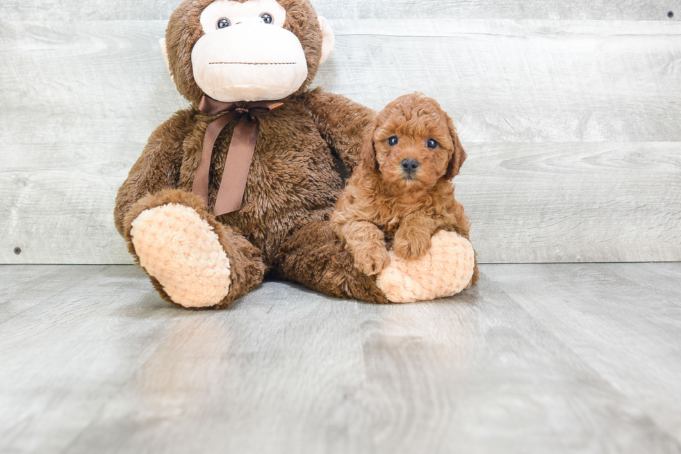 Cavapoo Puppy for Adoption