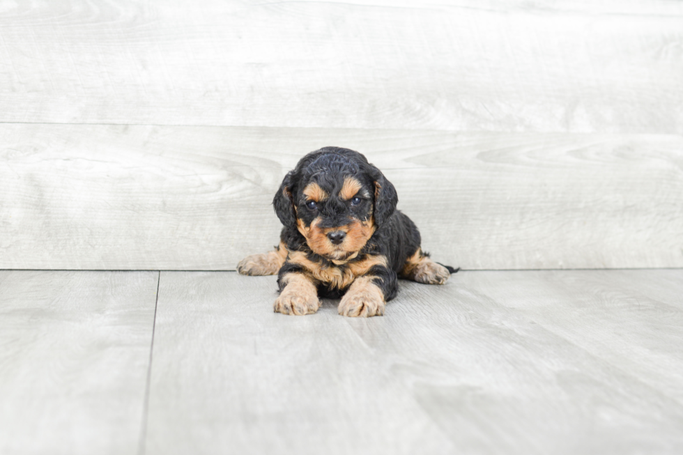 Playful Cavoodle Poodle Mix Puppy