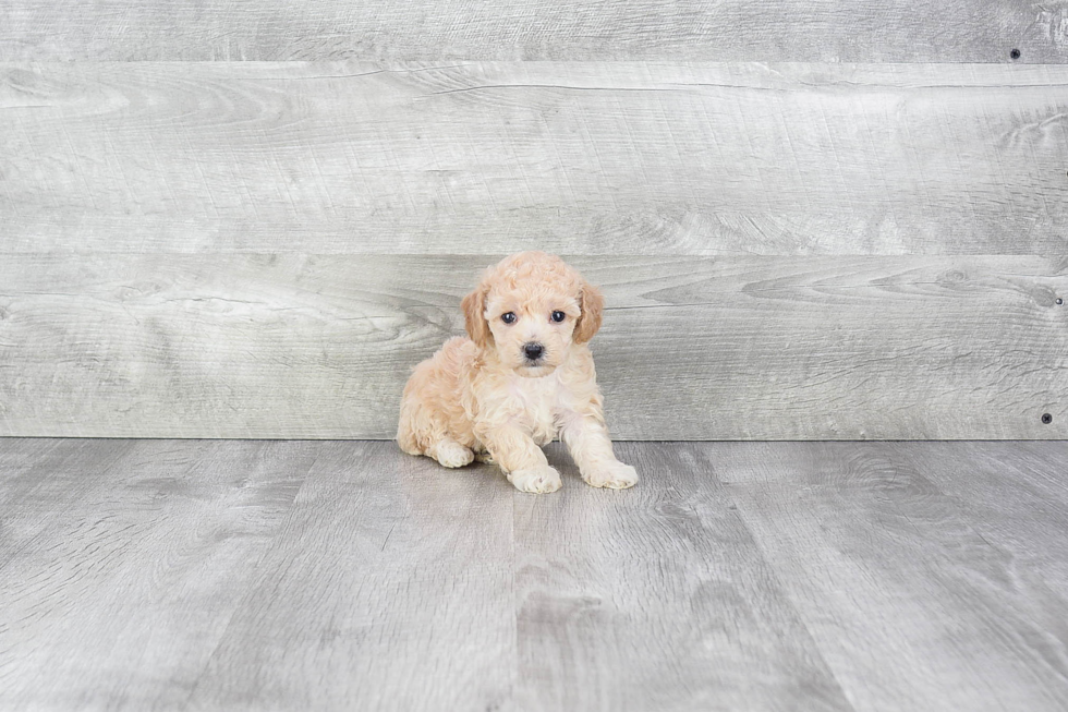 Playful Maltese Poodle Poodle Mix Puppy