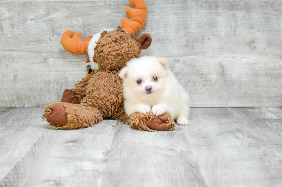 Akc Registered Pomeranian Baby