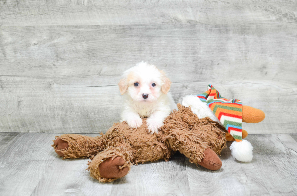 Best Cavachon Baby