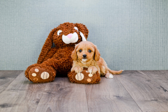 Cavapoo Puppy for Adoption