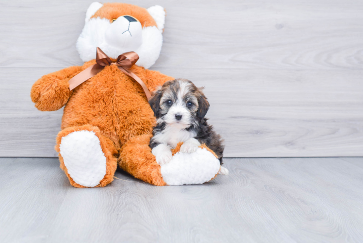 Mini Bernedoodle Puppy for Adoption