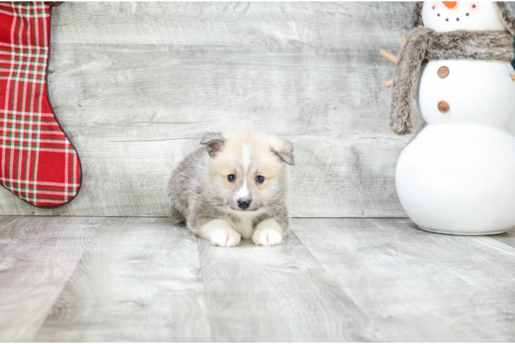 Friendly Pomsky Baby