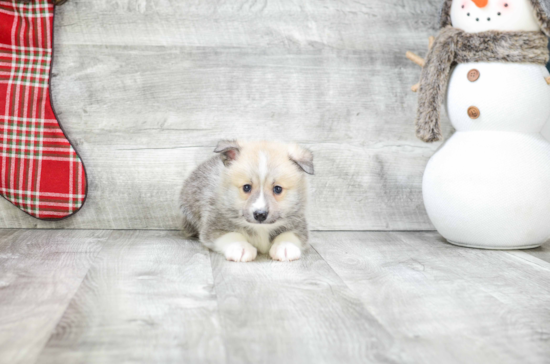 Friendly Pomsky Baby