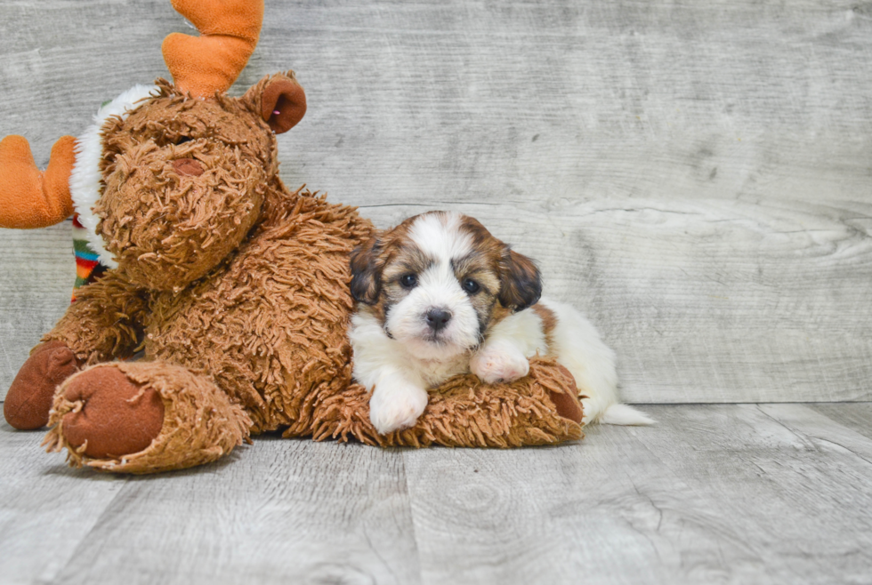 Teddy Bear Pup Being Cute