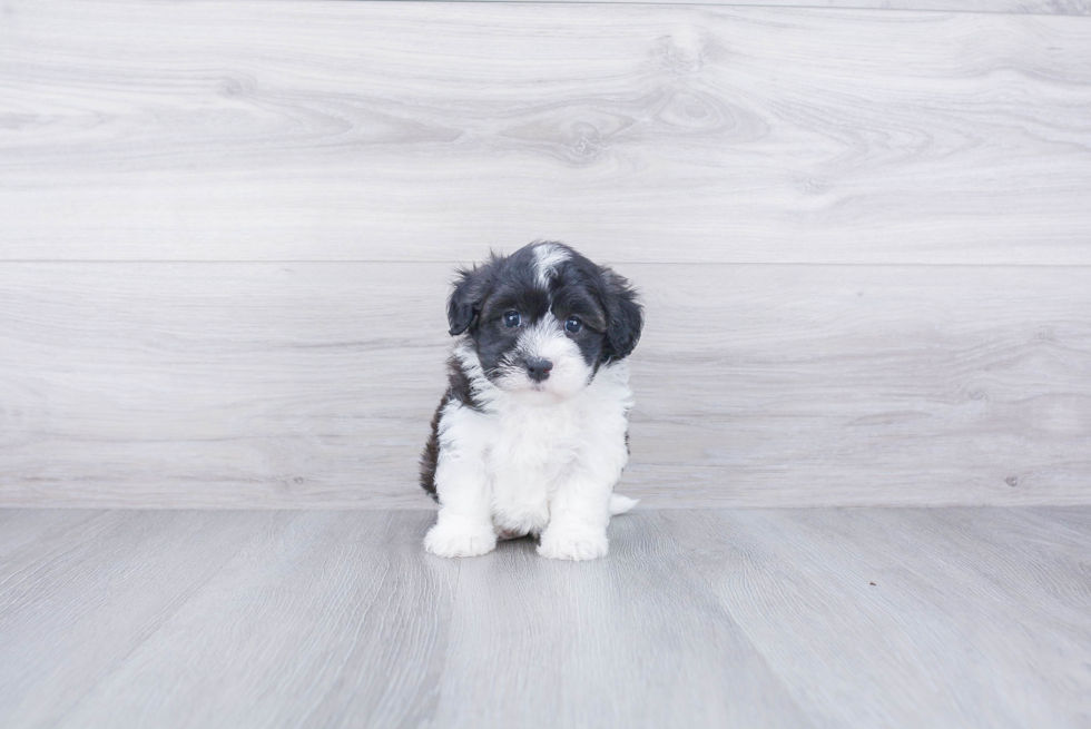 Havanese Puppy for Adoption