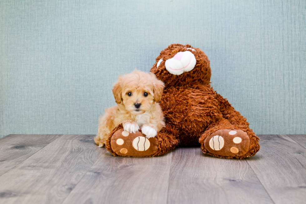 Fluffy Cavapoo Poodle Mix Pup