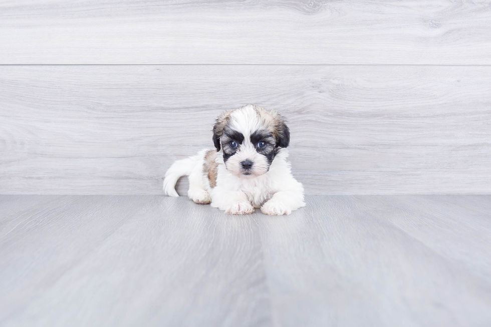 Teddy Bear Puppy for Adoption