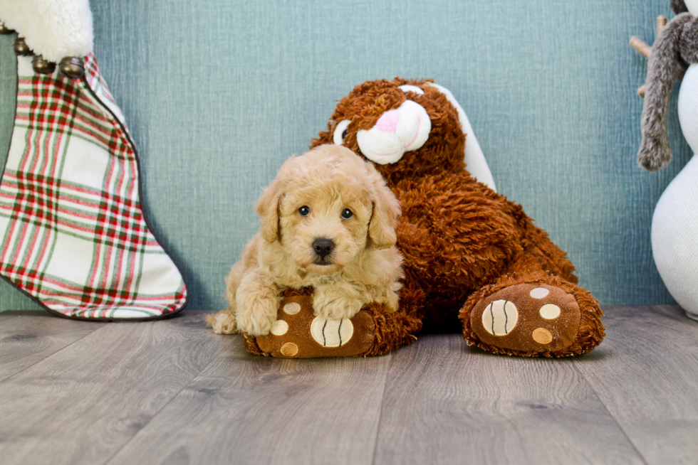 Friendly Cavapoo Baby