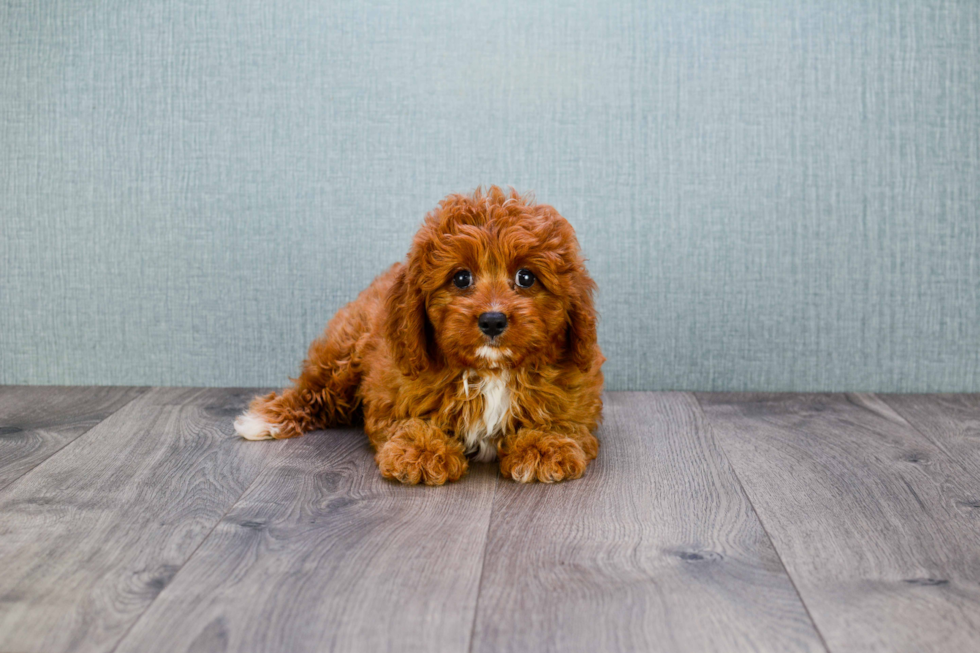 Cavapoo Puppy for Adoption