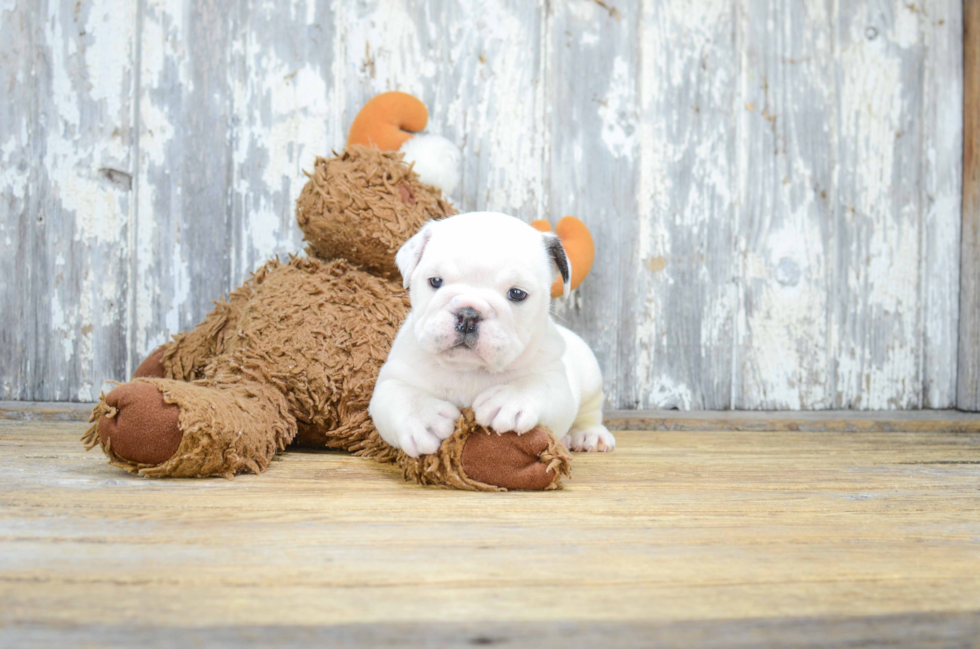 Cute English Bulldog Baby