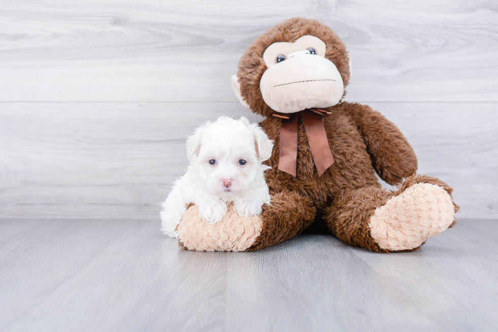 Best Maltipoo Baby