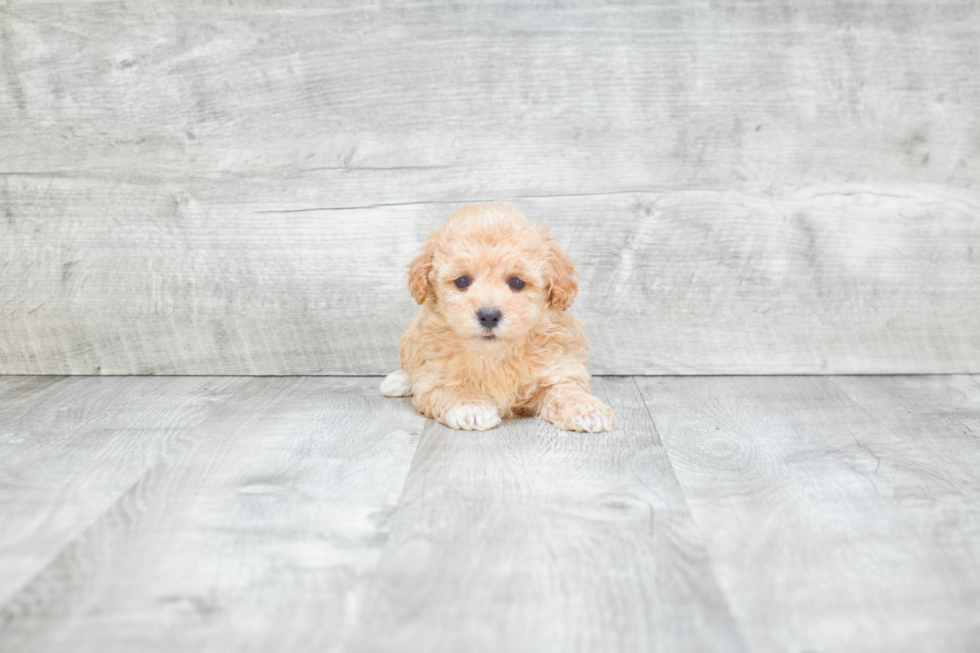 Energetic Maltepoo Poodle Mix Puppy