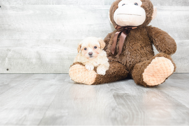 Maltipoo Puppy for Adoption