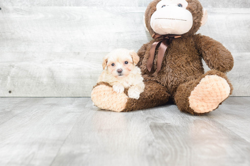 Maltipoo Puppy for Adoption