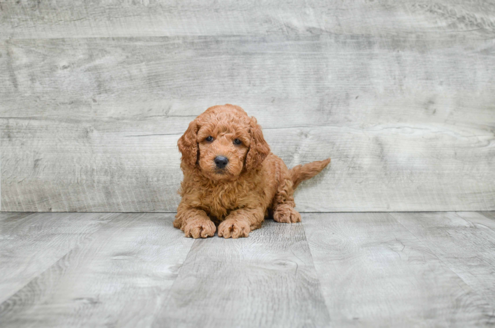 Hypoallergenic Golden Retriever Poodle Mix Puppy