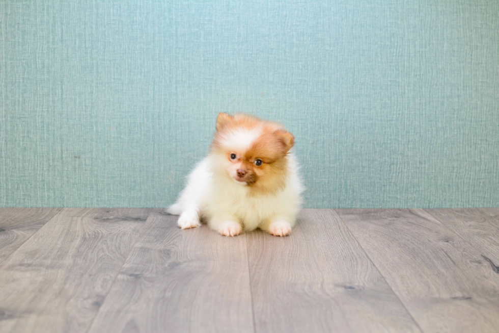 Best Pomeranian Baby