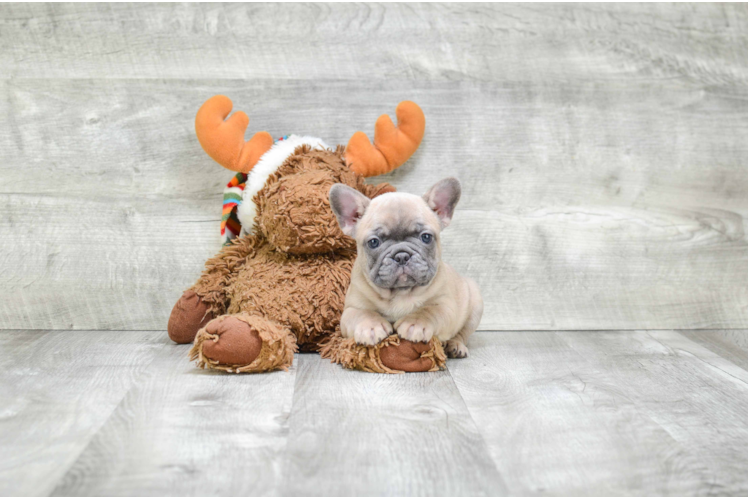 French Bulldog Pup Being Cute