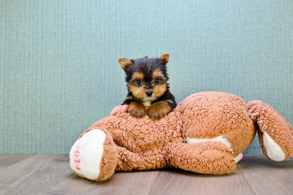 Meet Bella - our Yorkshire Terrier Puppy Photo 