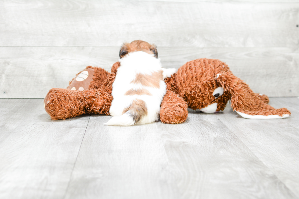 Fluffy Teddy Bear Designer Pup