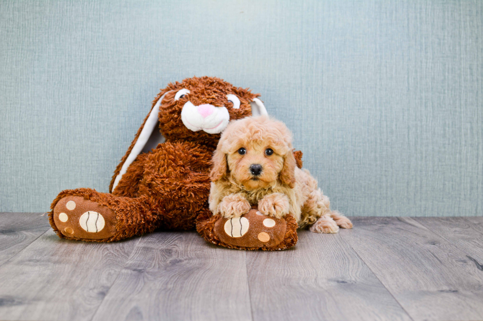 Sweet Cavapoo Baby