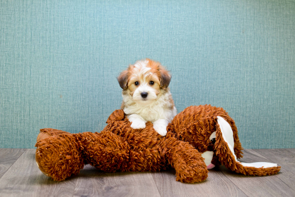 Popular Havanese Purebred Pup