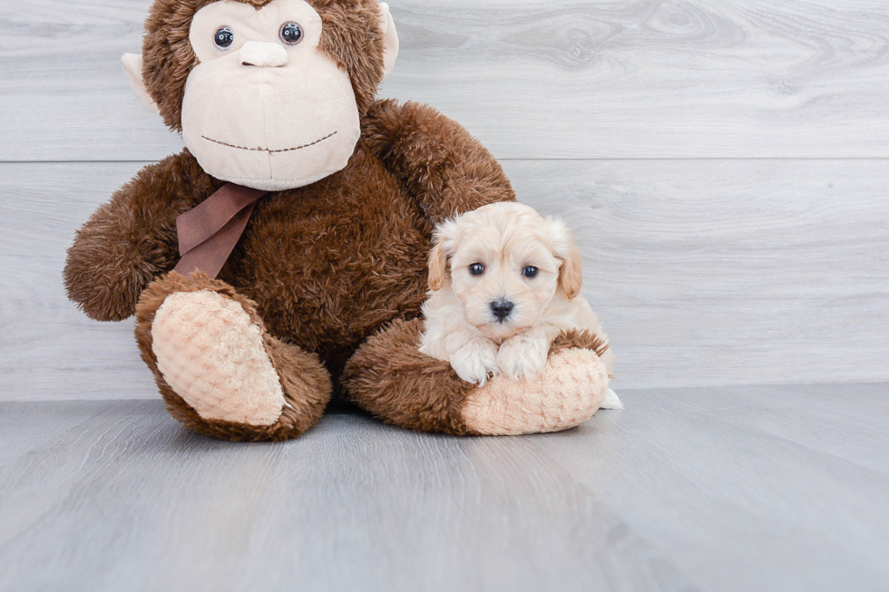 Friendly Maltipoo Baby