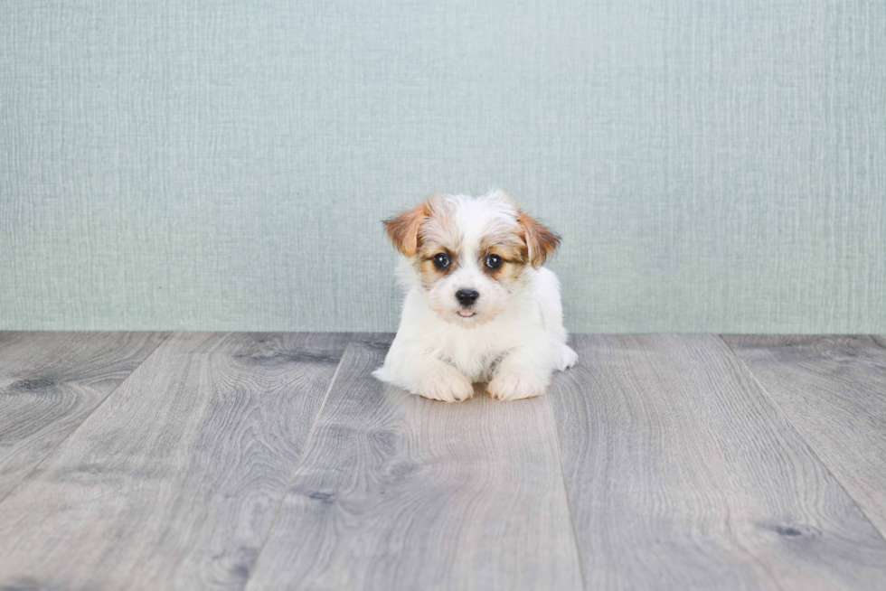 Playful Shichon Designer Puppy