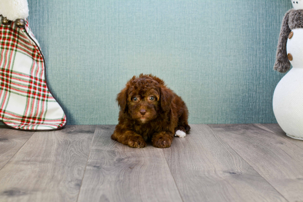 Playful Maltepoo Poodle Mix Puppy