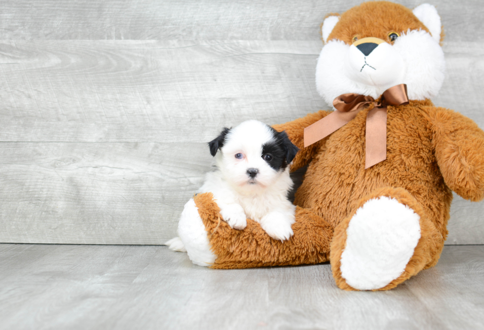 Teddy Bear Pup Being Cute