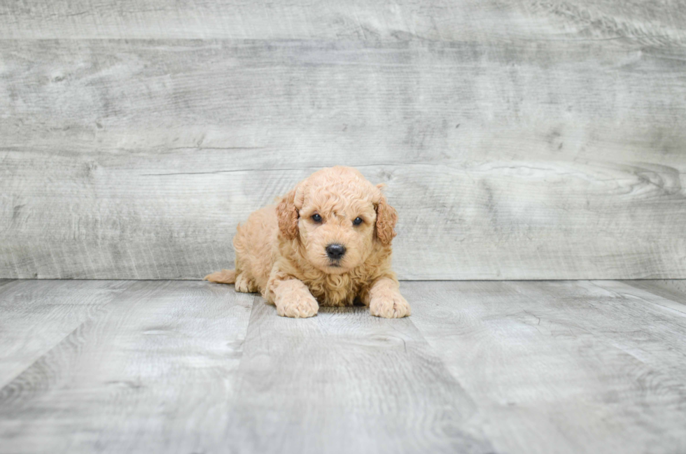 Best Mini Goldendoodle Baby