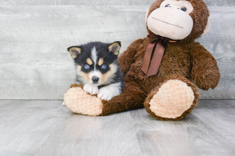 Best Pomsky Baby